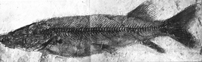 Fossil Pike