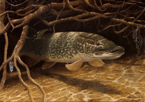 Pike in roots