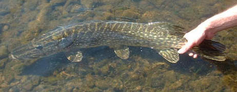 Returning a Pike